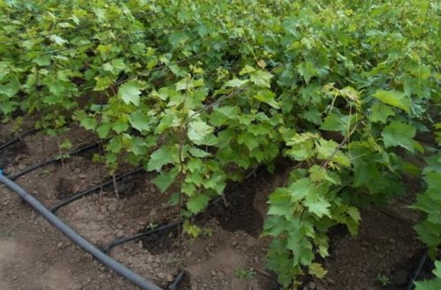 Місце для висадження винограду на дачі: як правильно вибрати