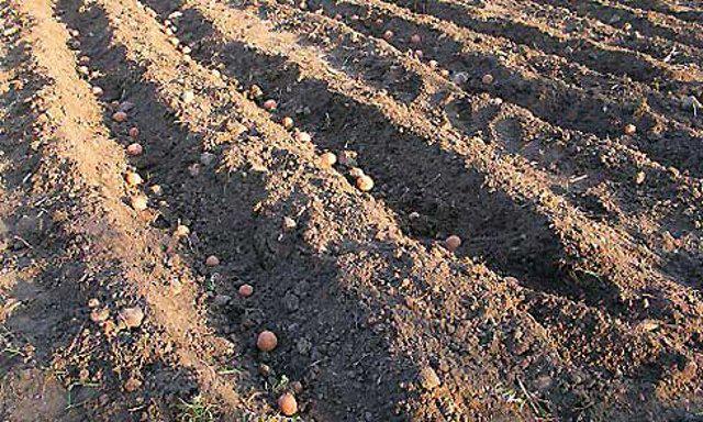 Як садити картоплю у гребені