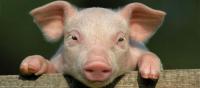 Білоруси відмовляються їсти свинину з Рівненщини