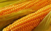 На Рівненщині чоловік вкрав більше ста кілограмів кукурудзи, щоб годувати птицю та тварин