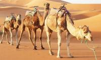 У Саудівській Аравії верблюдиць зняли з конкурсу краси через ботокс  