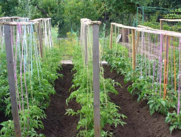 Як посадити помідори відкритим ґрунтом у травні?