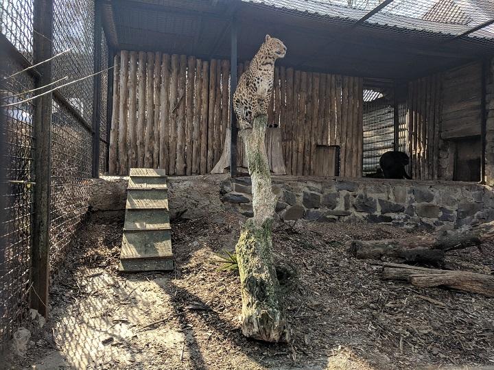 Леопард Шерхан у всій красі