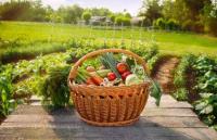 Серпень на грядці: ТОП-13 важливих справ на городі