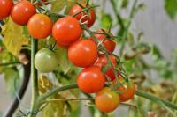 Чим підживлювати помідори в липні, щоб отримати щедрий урожай