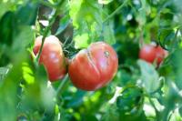 Чому помідори тріскаються при дозріванні і як з цим боротися