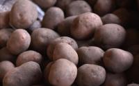 На Волині у врожаю картоплі знайшли рак