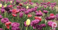 "Волинська Голландія": сьогодні відкривають фестиваль квітів