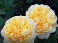 Троянди для садівників-початківців: 7 популярних сортів 