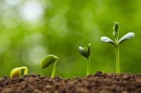 Топ-6 ефективних стимуляторів росту рослин