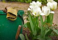Весняне підживлення цибулинних: що варто знати