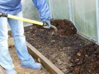 Чим удобрити ґрунт у теплиці навесні?  