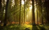 На Рівненщині попередили нецільове користування землями лісогосподарського призначення