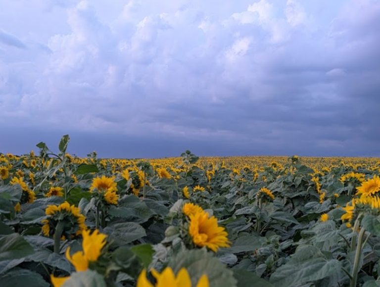 квіти