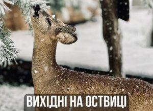 Оствиця
