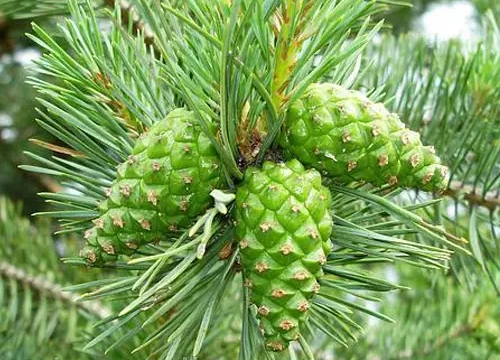 соснова шишка