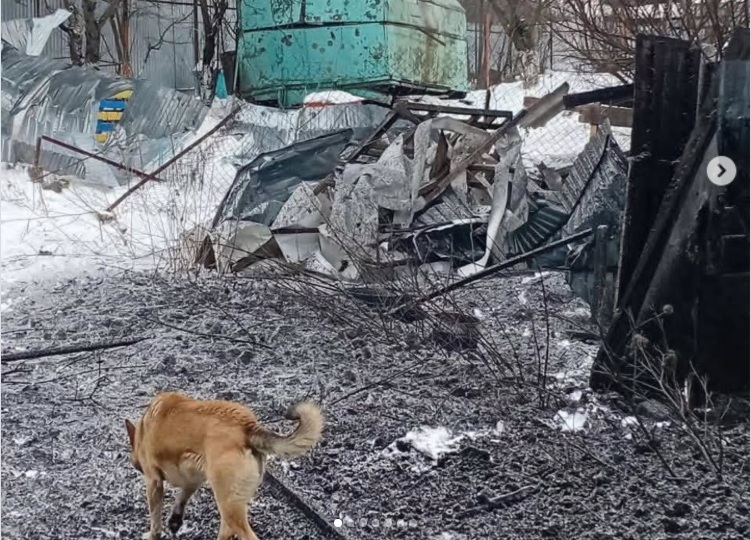 приліт поблизу притулку для тварин