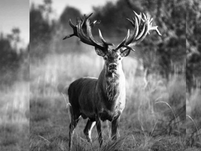 вбили оленя Руні