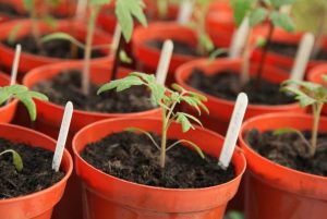 Посівний календар на березень