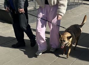 Вигул собак