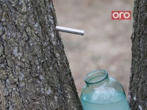 березовий сік