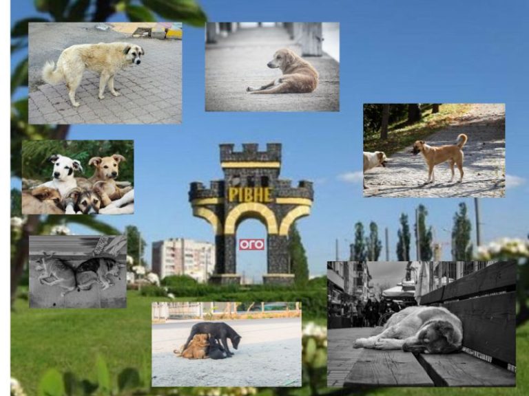 прилаштовувати безпритульних собак