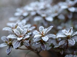 нічні заморозки