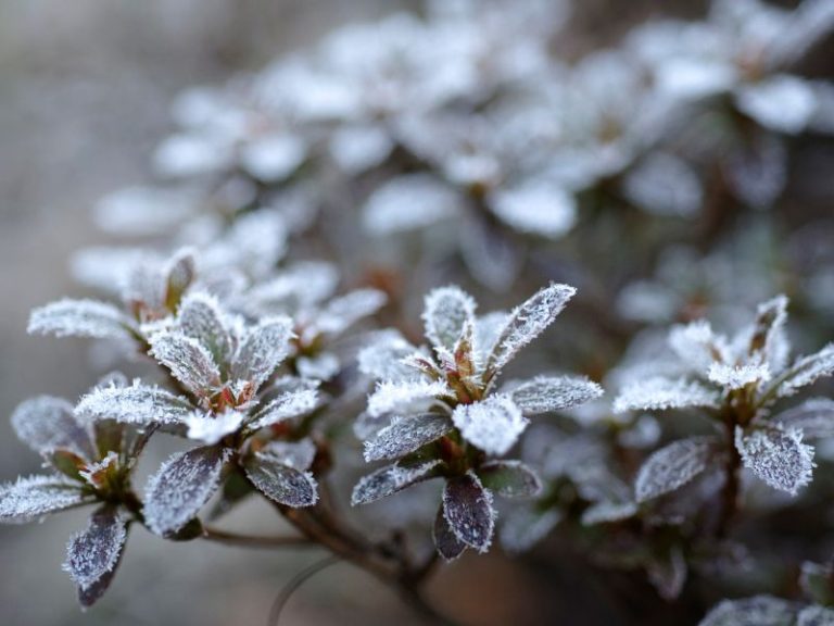 нічні заморозки