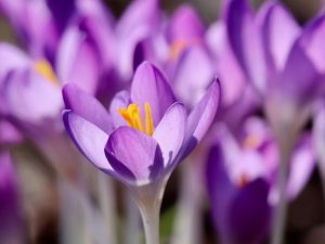 первоцвіти