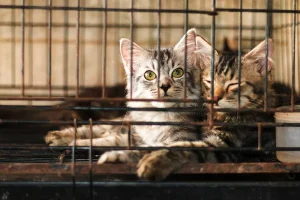 заборона кліток