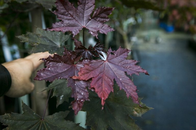 У Рівному озеленили сквер: які дерева висадили