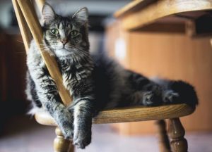 скільки котів