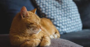 Як коти розпізнають