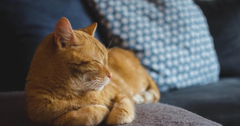 Як коти розпізнають