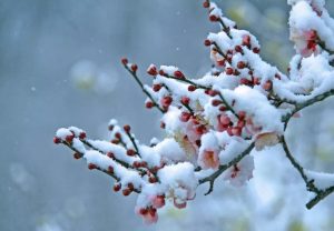 морози та снігопади