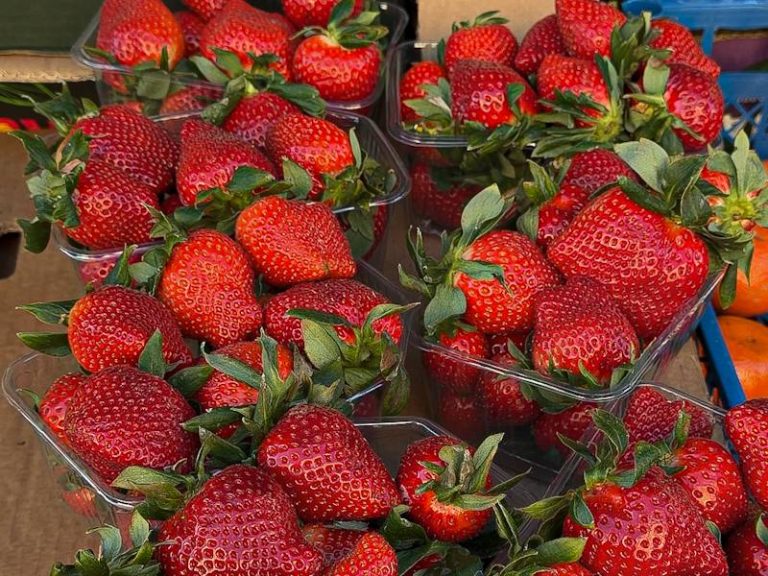 перша полуниця