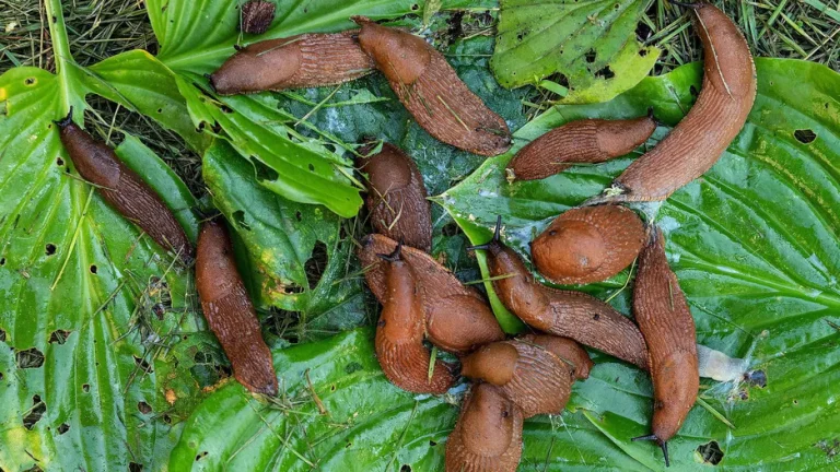 від слимаків