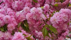 коли цвіте сакура