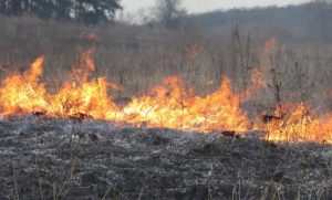 горить трава