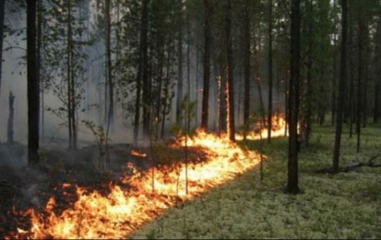 Спека і пожежі: на Рівненщині оголосили найвищий рівень небезпеки
