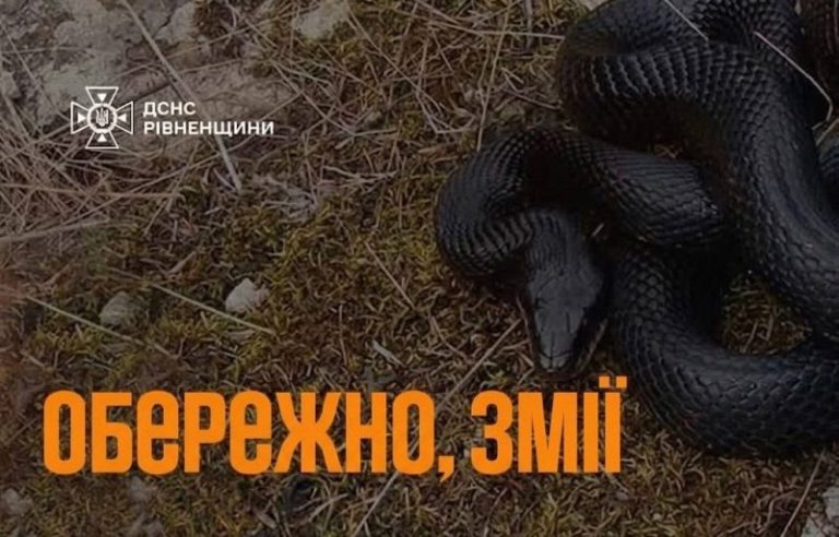 змії на Рівненщині