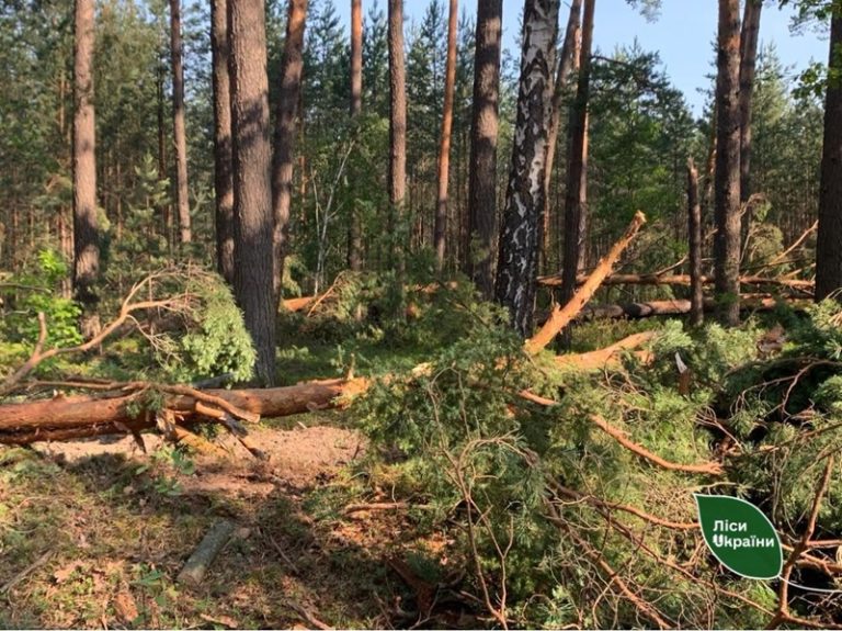 Масштабний бурелом на Рівненщині: негода знищила сотні гектарів лісу