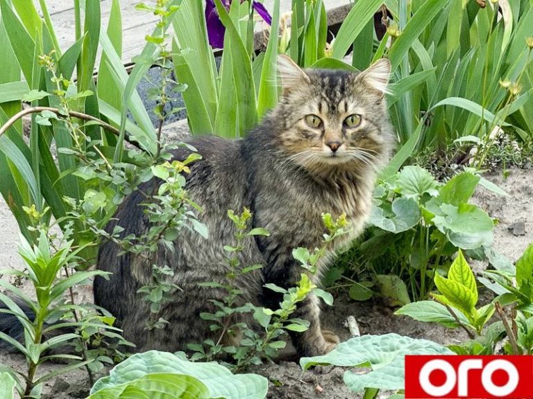 Фото дня: Рівняни діляться найтеплішими світлинами своїх домашніх улюбленців