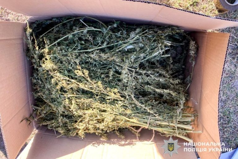 На Рівненщині судитимуть чоловіка за збут канабісу