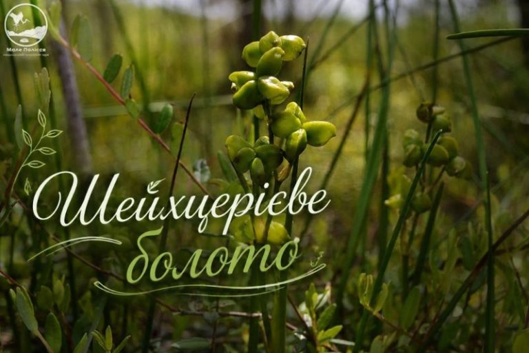На Рівненщині створили нове заповідне урочище «Шейхцерієве болото»