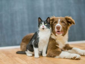 заспокоїти кота чи собаку