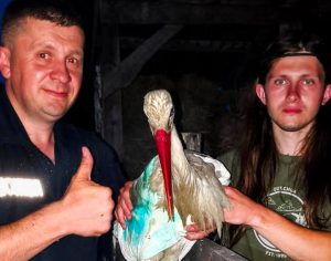 врятували пораненого лелеку