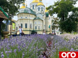 лаванда у Рівному